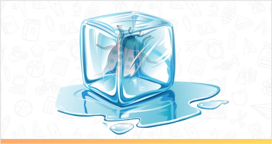 Bugs in Ice