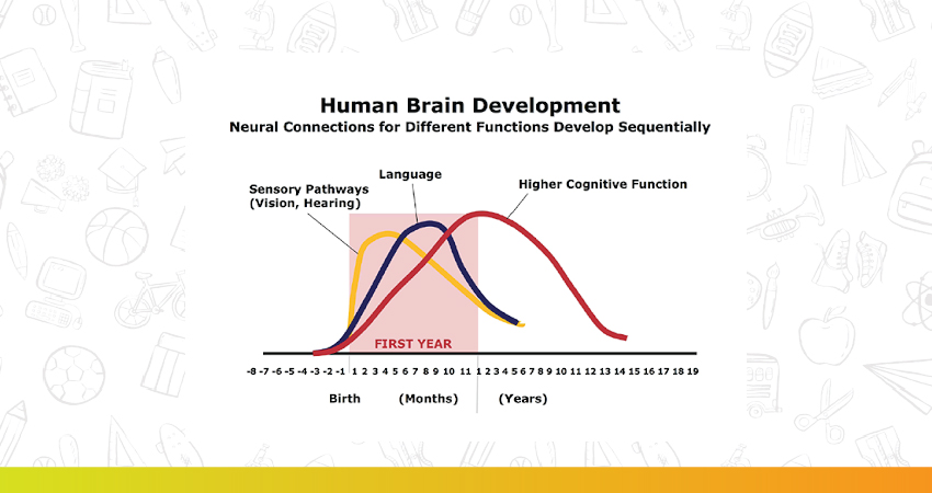 human child brain development graph