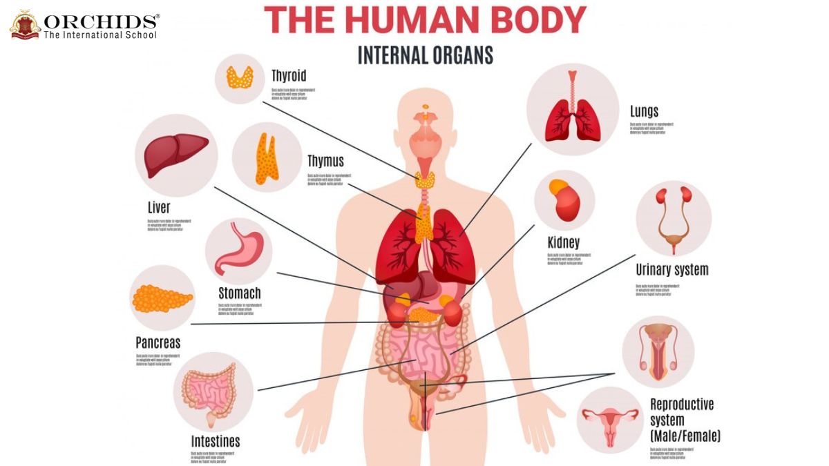 What Is The Internal Parts Of The Body Infoupdate
