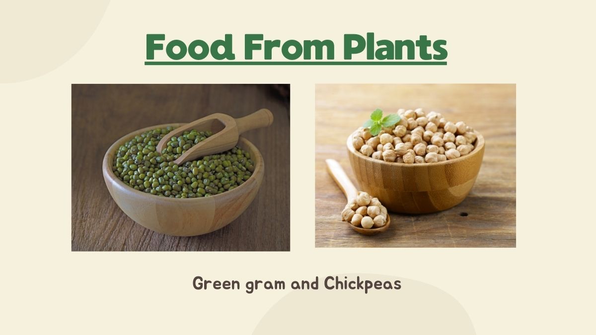 Pulses
