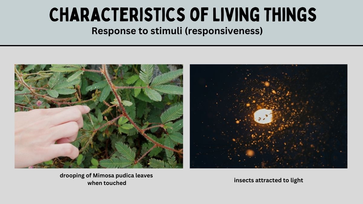 response to stimuli