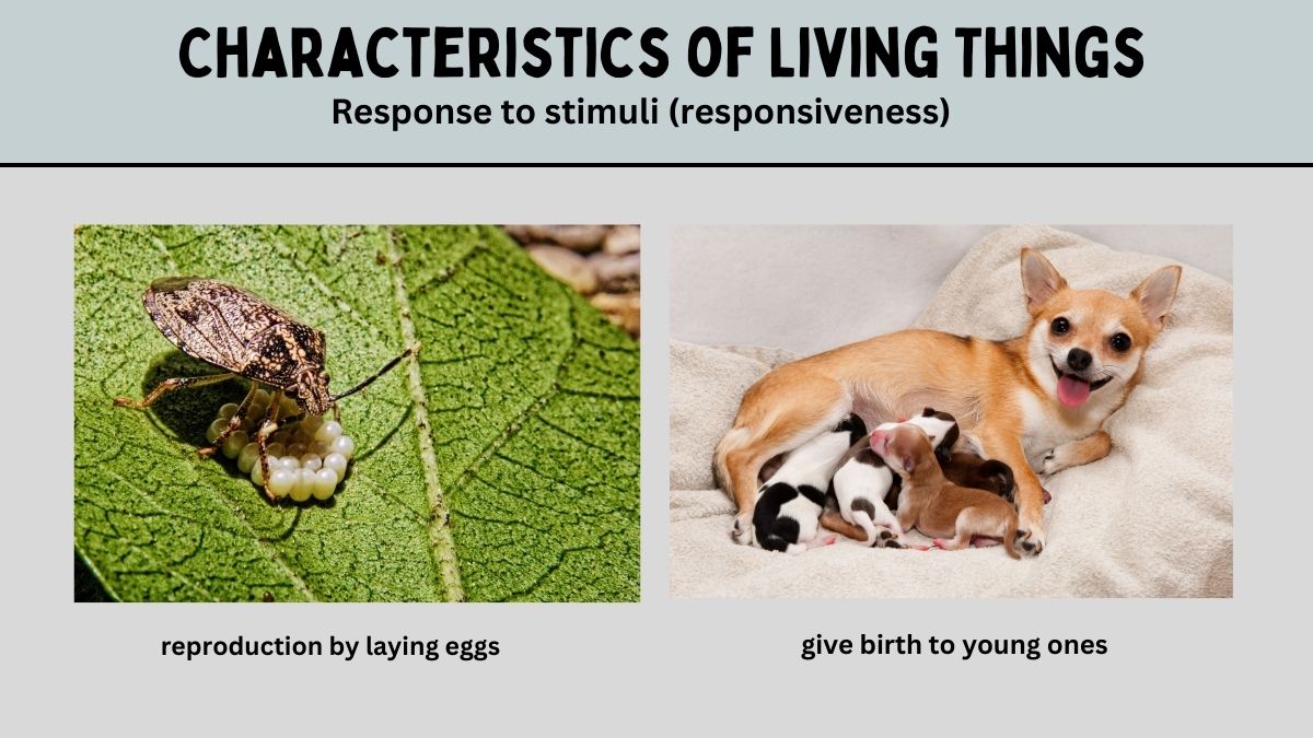 reproduction