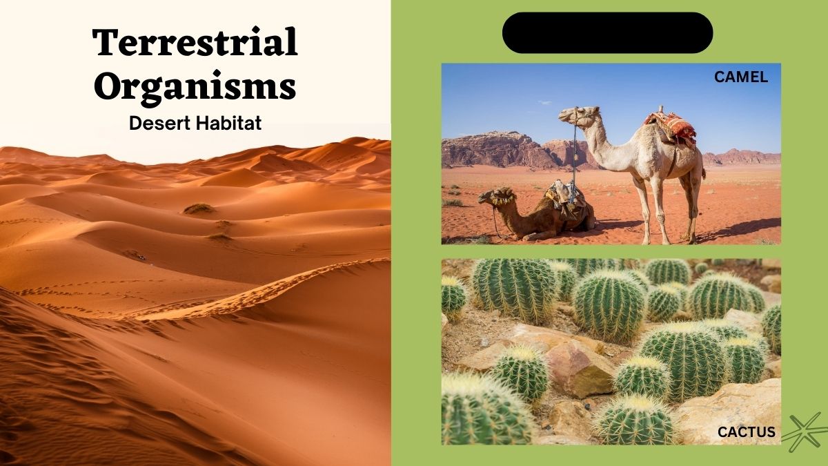 dessert habitat