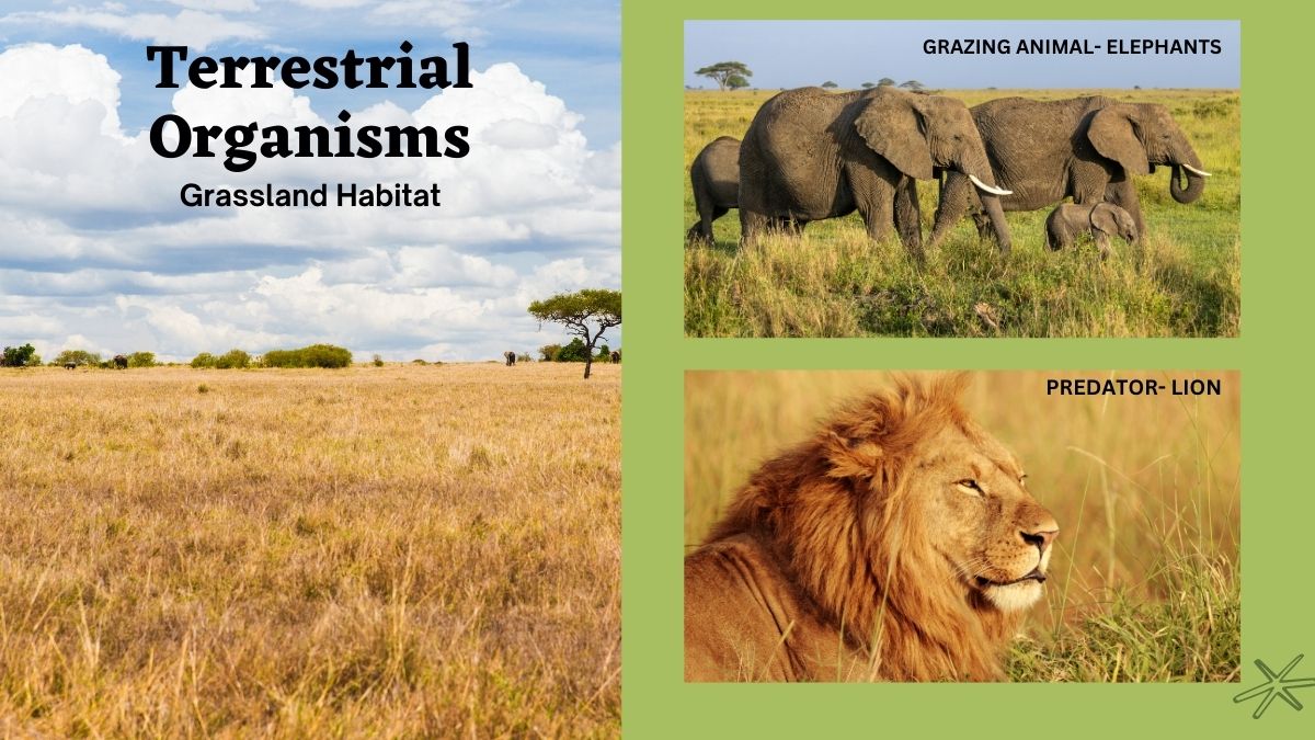 grassland habitat