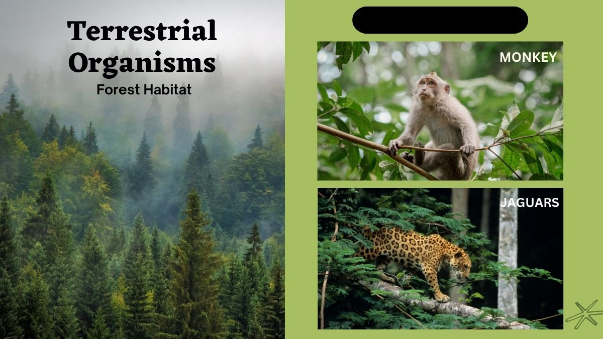 forest habitat