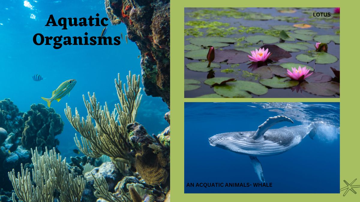 aquatic habitat