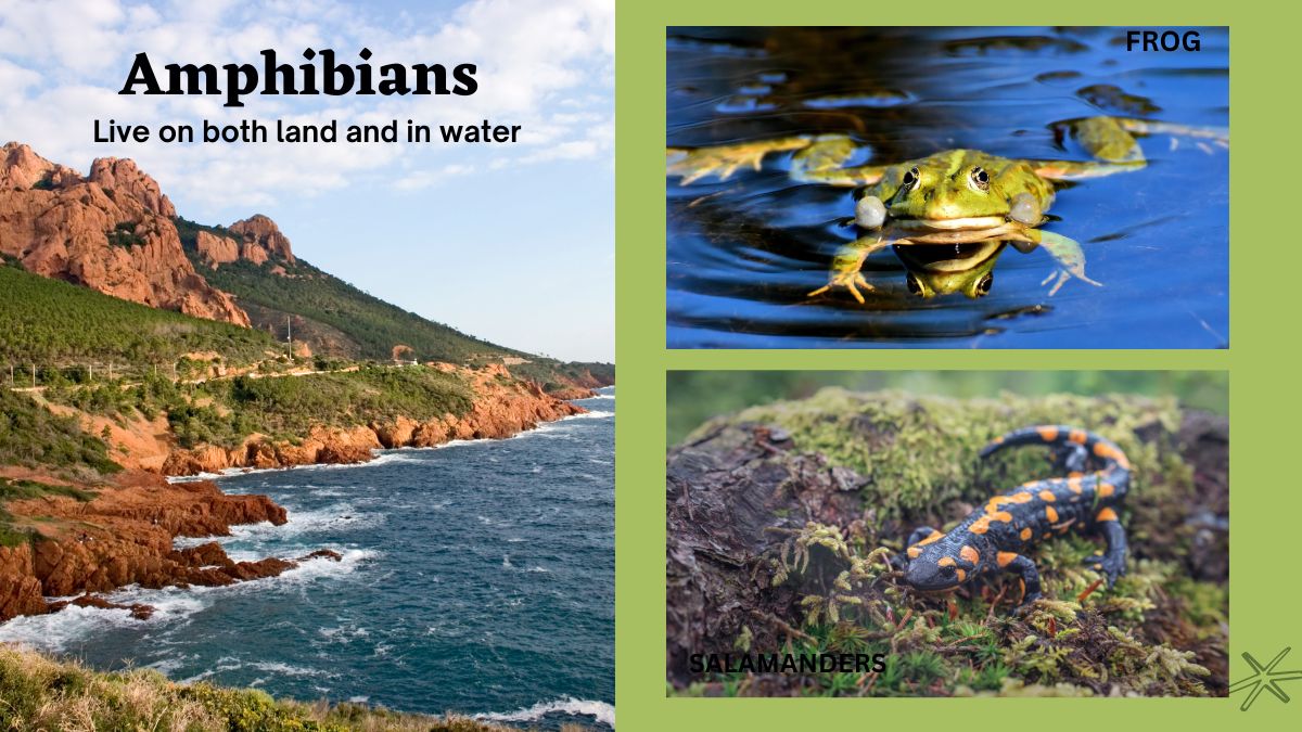 amphibians