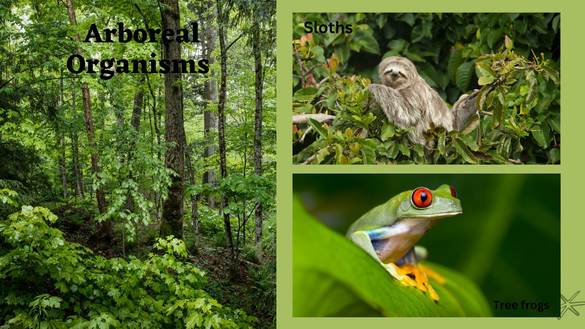 arboreal habitat