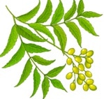 neem leaves