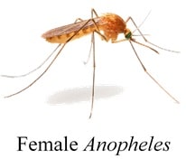 Female Anopheles