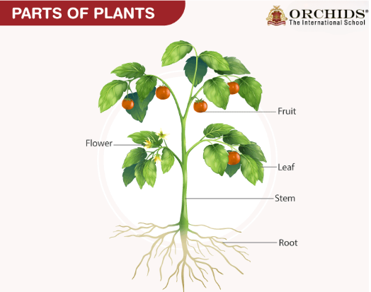What Does a Plant Look Like?