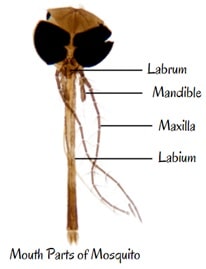 Mosquito Mouthparts