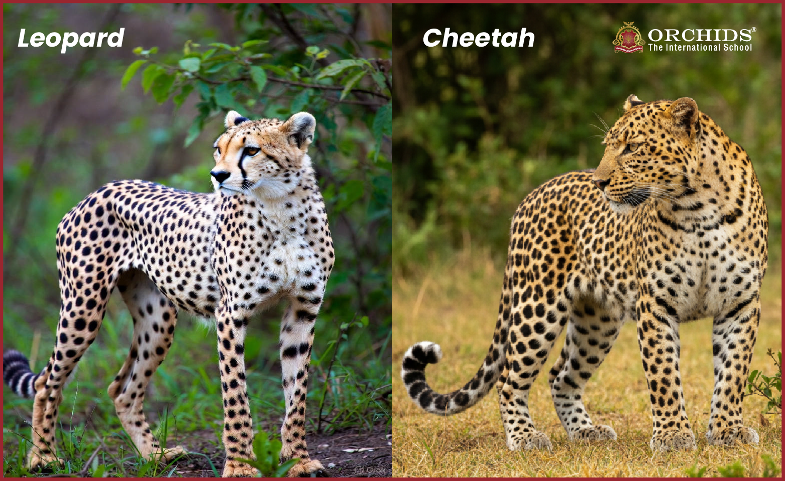 Body structure of leopard and cheetah