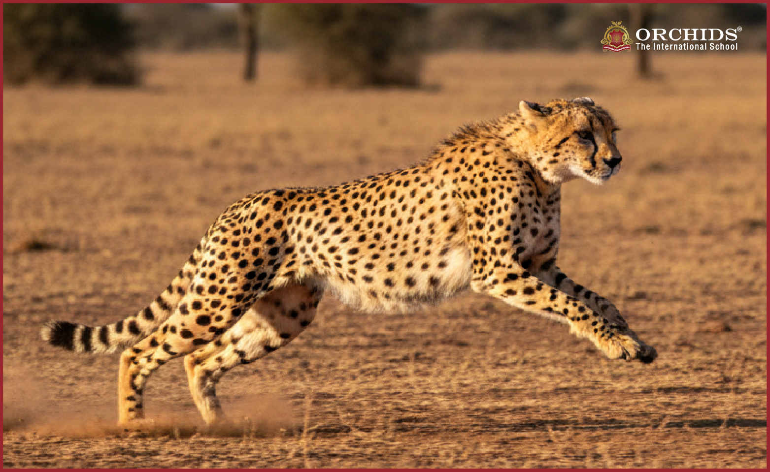 Cheetah