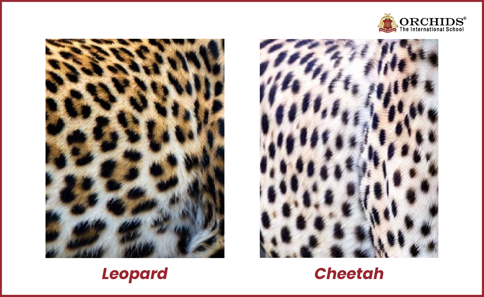 Coats and patterns of leopard and cheetah