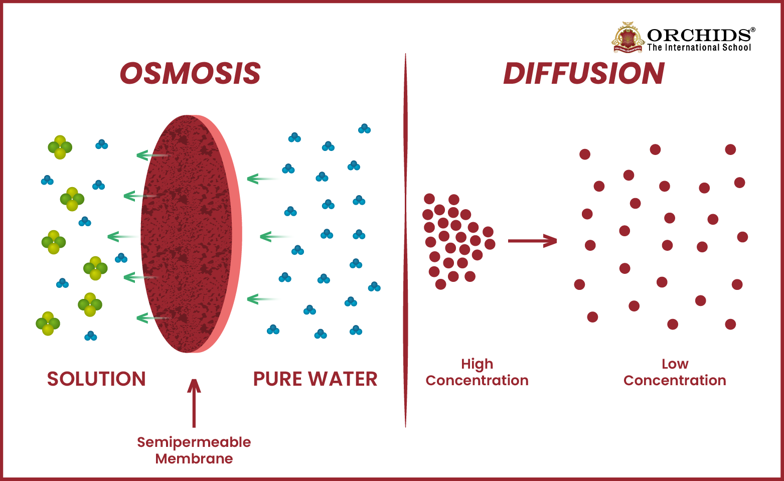 Difference Between Diffusion and Osmosis