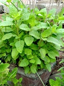 Natural-Resources