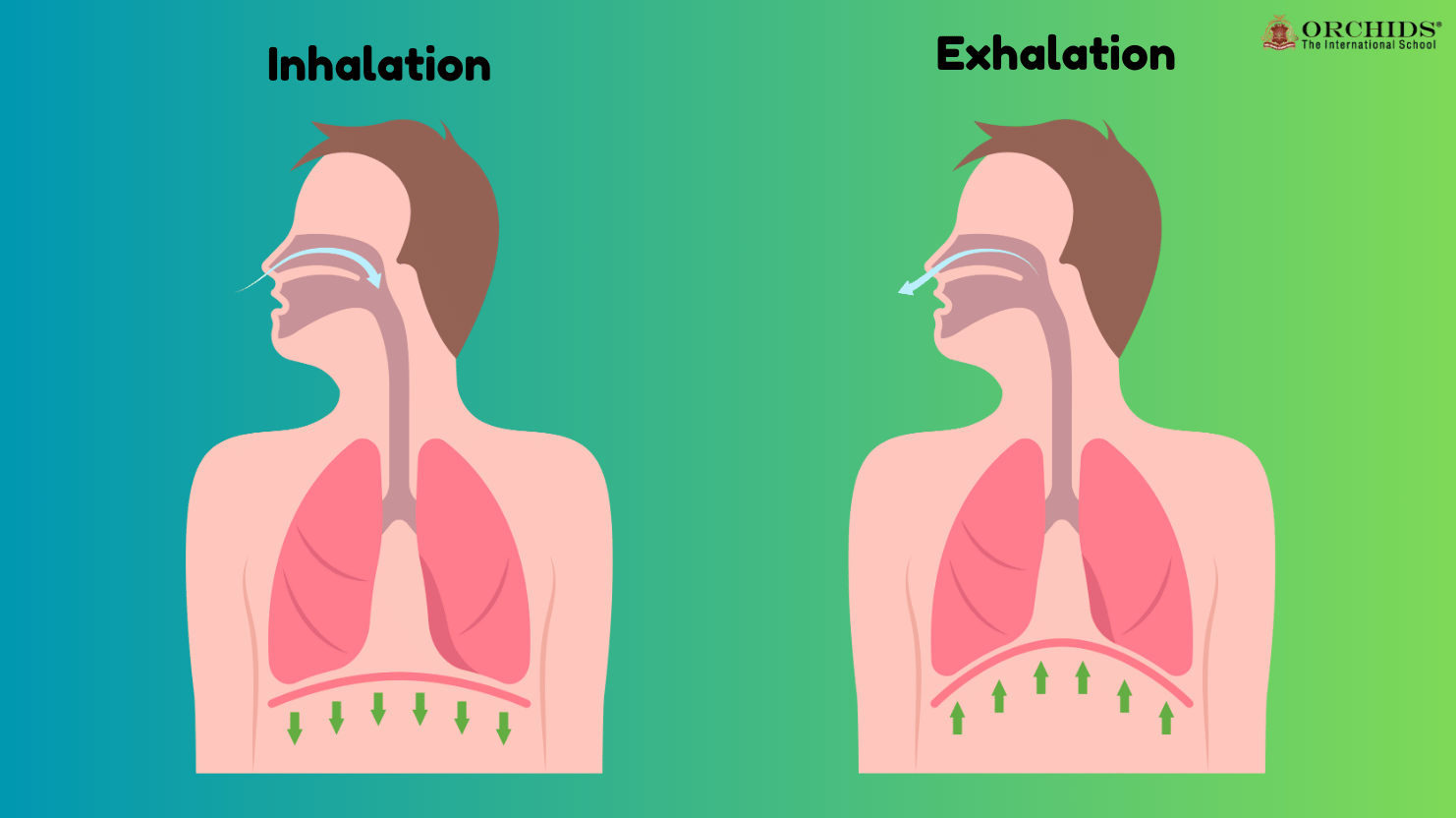inhalation and exhalation