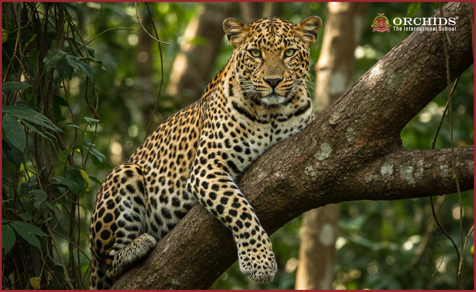 Leopard