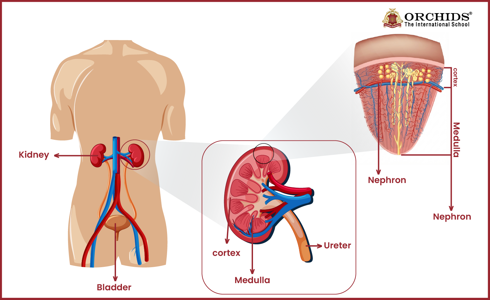 Osmosis and its role in human biology