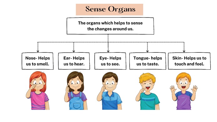 Sense Organs: Types, Functions and Importance Explained