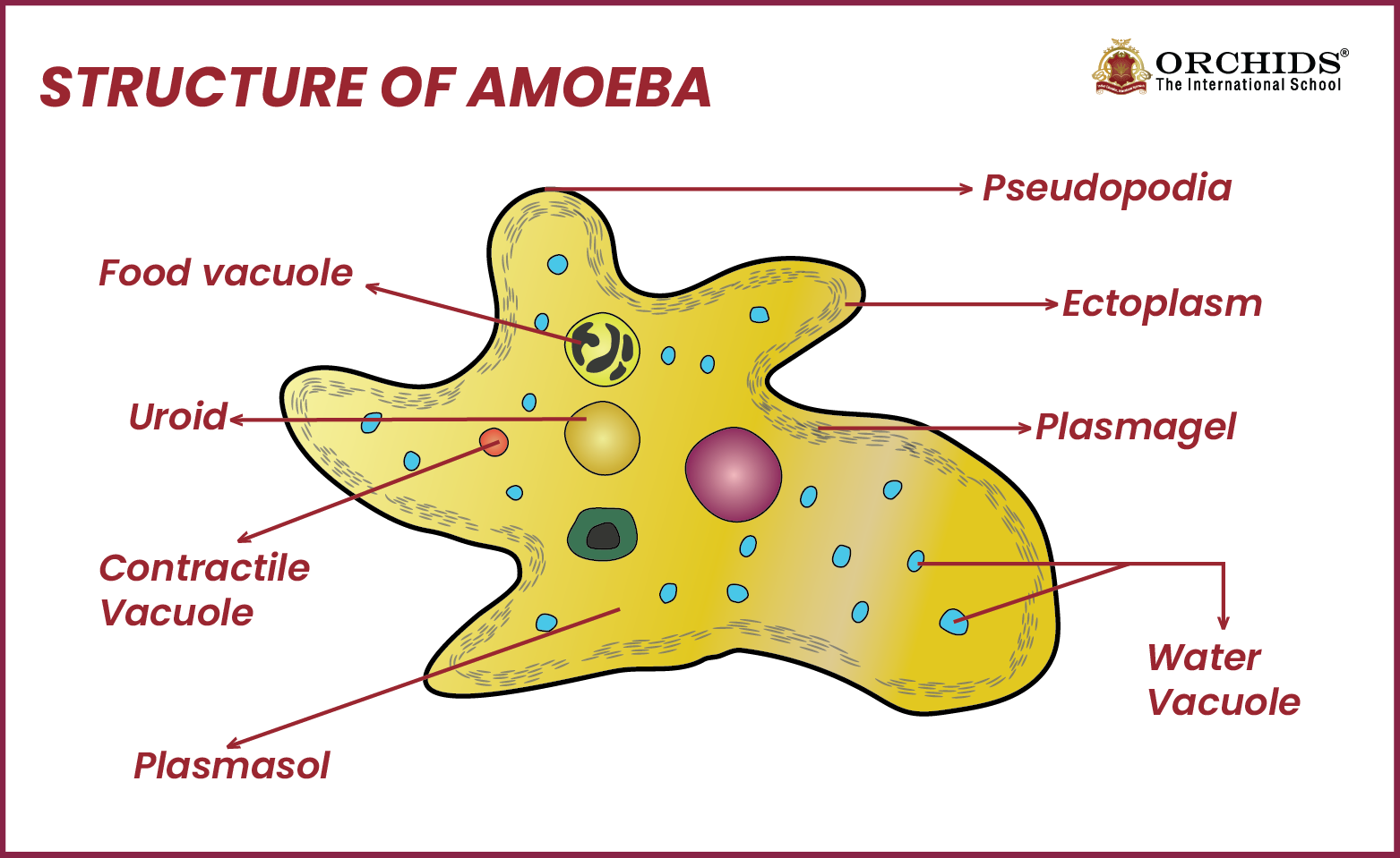 Structure of Amoeba Structure of Amoeba