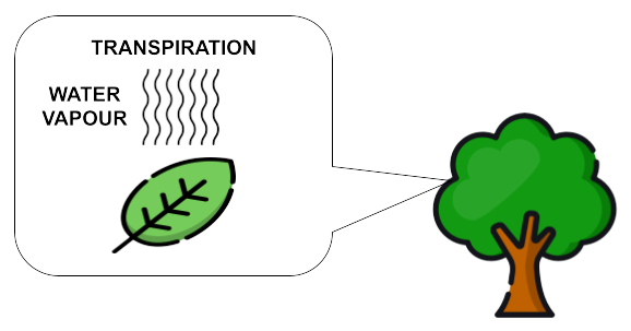 Image of transpiration