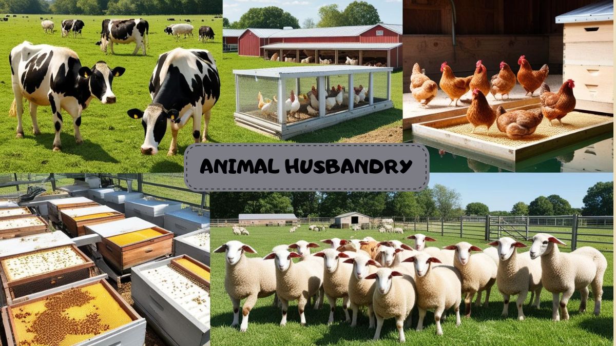 animal husbandry