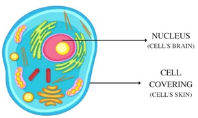 Basic Parts of a Cell