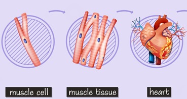 Basic Parts of a Cell