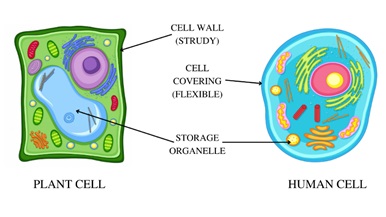 Plant cells and animal cells