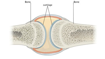 Cartilage