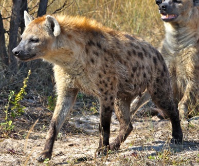 Hyena 