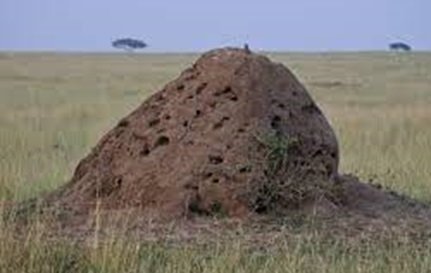 Termite Mound