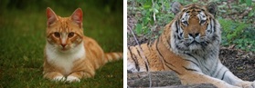 Pet Cats and Tigers Related to Each Other