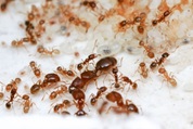 Ant Colony