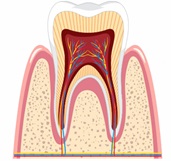 Body Organs