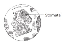 plant cell