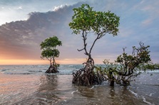  Mangrove Forest