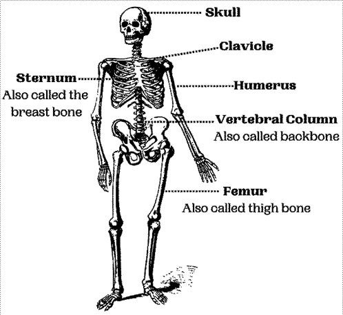 Important Bones Found in the Human Body