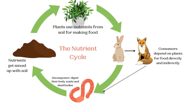 Nutrient Cycle