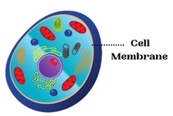 Cell Membrane