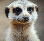 Meerkat Black Eyes