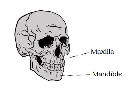 jaw bones are the skull's strongest bones