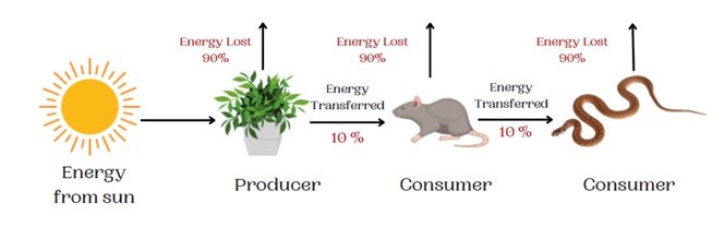 Food Chain