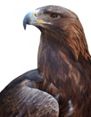 golden eagles