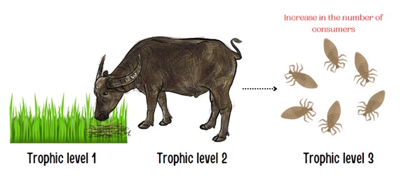 Parasitic Food Chain