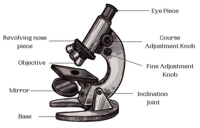 Parts of the Microscope