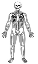 skeletal system