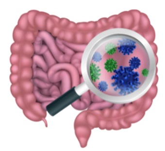 Bacteria in Our Alimentary Canal